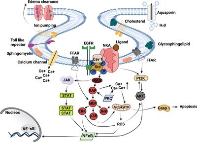 The Na/K-ATPase role as a signal transducer in lung inflammation